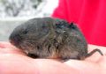 Microtus gruppo savii